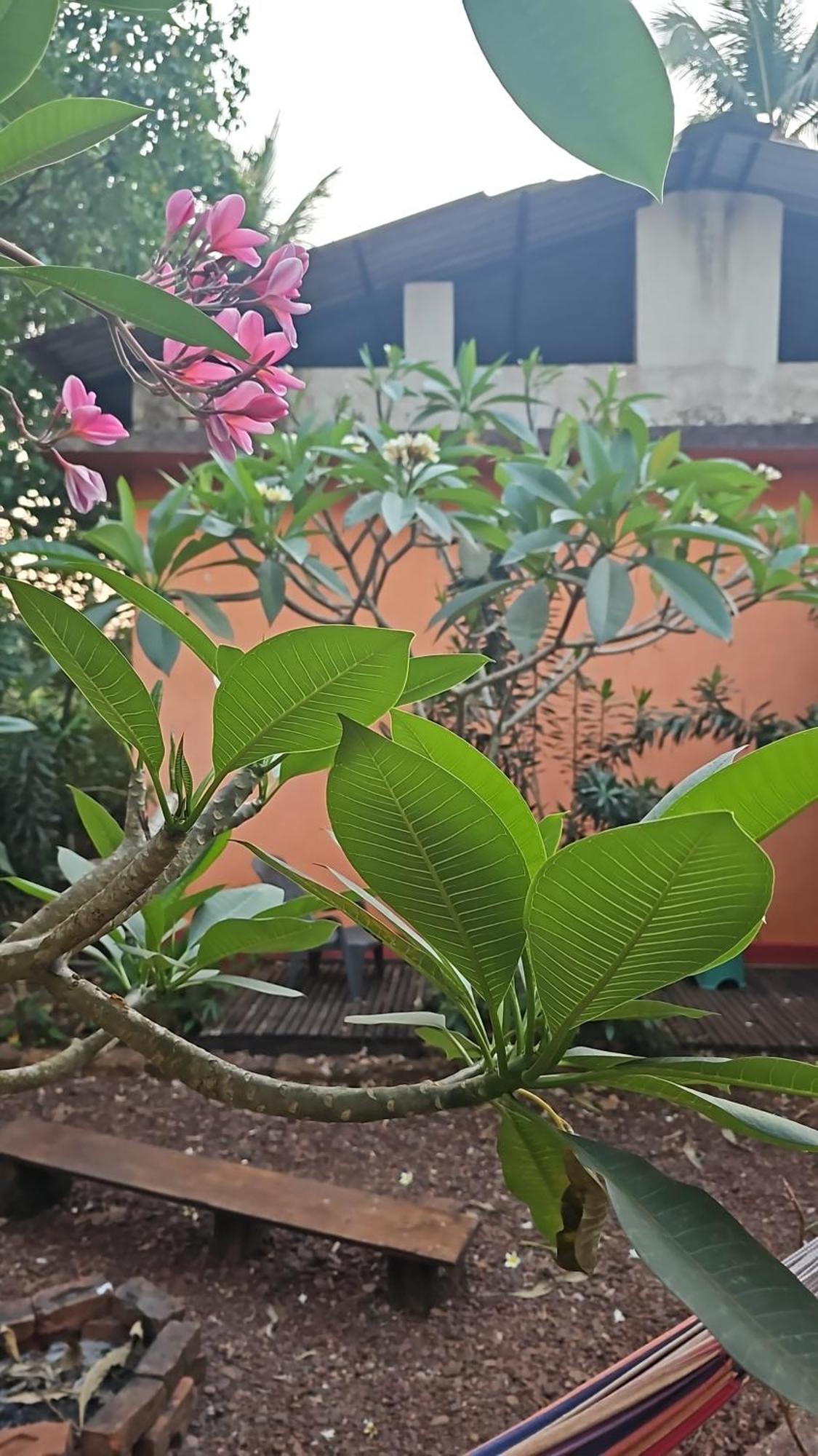 Laxmi Happy Home In Querim Goa Eksteriør billede